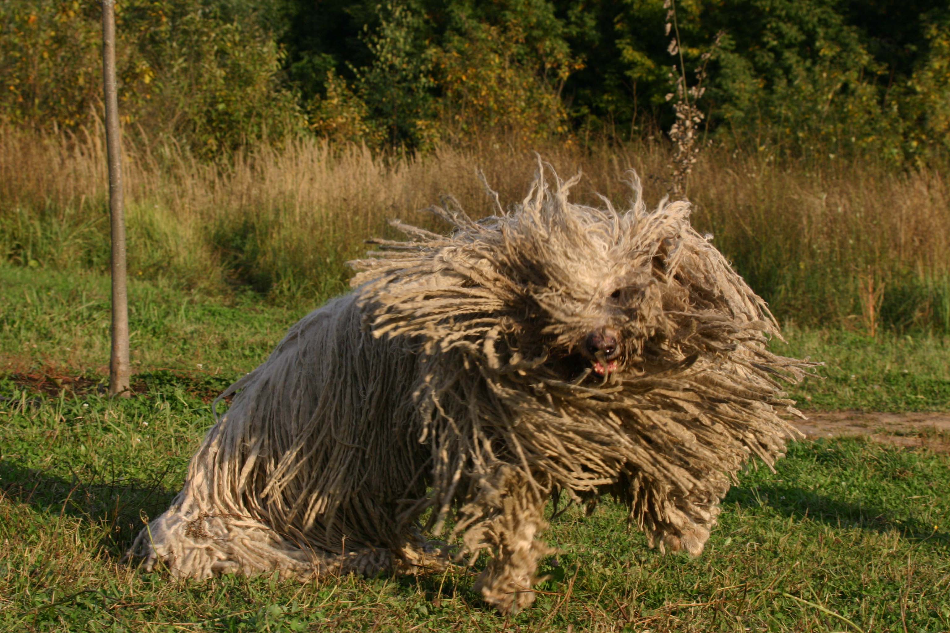 Венгерская сторожевая собака