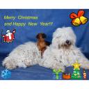 post-802-006207000 1293218223_thumb.jpg